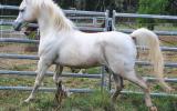 Estaan S21787 Arab Stallion 15.1hh on HorseYard.com.au (thumbnail)