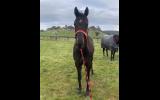 Black thoroughbred mare on HorseYard.com.au (thumbnail)