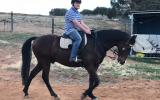 Adults ASH Gelding on HorseYard.com.au (thumbnail)