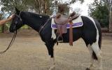 3yo Black & White Gelding  on HorseYard.com.au (thumbnail)