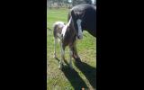 percheron X Colt on HorseYard.com.au (thumbnail)