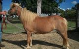 Small horse mini mare on HorseYard.com.au (thumbnail)