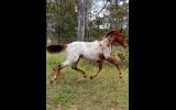 Gorgeous yearling Appaloosa colt. Exceptionally quiet  on HorseYard.com.au (thumbnail)
