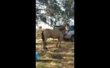 Buckskin Quarter Horse on HorseYard.com.au (thumbnail)