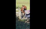 Skye,  15.3h,  9 yr old mare on HorseYard.com.au (thumbnail)