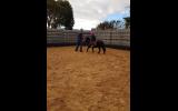 Beginners pony  on HorseYard.com.au (thumbnail)