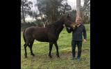 Horse For Sale  on HorseYard.com.au (thumbnail)