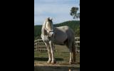 Gypsy Cob x Welsh C Gelding on HorseYard.com.au (thumbnail)