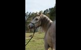 Gypsy Cob x Welsh C Gelding on HorseYard.com.au (thumbnail)