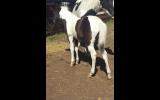 Phaa black and white filly on HorseYard.com.au (thumbnail)