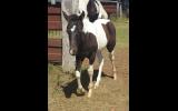 Phaa black and white filly on HorseYard.com.au (thumbnail)