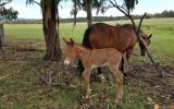 Mule Gelding 9 months old on HorseYard.com.au (thumbnail)