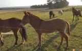 Mule Gelding 9 months old on HorseYard.com.au (thumbnail)