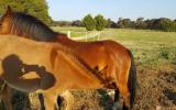 Mule Gelding 9 months old on HorseYard.com.au (thumbnail)