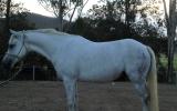 Registered Australian Pony Gelding on HorseYard.com.au (thumbnail)