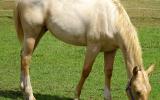 WELL BRED PALOMINO QH COLT FOR SALE on HorseYard.com.au (thumbnail)