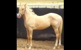 WELL BRED PALOMINO QH COLT FOR SALE on HorseYard.com.au (thumbnail)