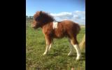 Registered Miniature Pony Colt on HorseYard.com.au (thumbnail)