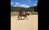 Gentle and smart mare  on HorseYard.com.au (thumbnail)