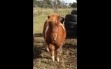 Registered Miniature Pony Colt on HorseYard.com.au (thumbnail)