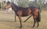 Stunning Thoroughbred Filly on HorseYard.com.au (thumbnail)