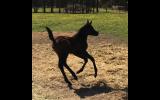 Purebred Filly on HorseYard.com.au (thumbnail)