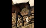 Purebred Filly on HorseYard.com.au (thumbnail)