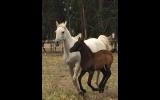 Purebred Filly on HorseYard.com.au (thumbnail)