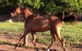 Yearling RP Gelding to make Future open Galloway of the highest calibre on HorseYard.com.au (thumbnail)