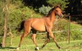 Yearling RP Gelding to make Future open Galloway of the highest calibre on HorseYard.com.au (thumbnail)