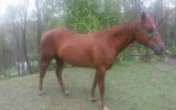 Quarter Horse for Sale - TQS Classical Kid Mare  on HorseYard.com.au (thumbnail)