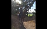 Big softy Warmblood for lease on HorseYard.com.au (thumbnail)