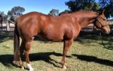 Reg QH Mare Must Sell all offers considered on HorseYard.com.au (thumbnail)