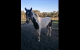 Beautiful Willing Mare  on HorseYard.com.au (thumbnail)