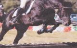 Gorgeous WB X Gelding been there done that!!  on HorseYard.com.au (thumbnail)