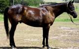 Stunning Aust Stock Gelding +VIDEO on HorseYard.com.au (thumbnail)