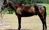 Stunning Aust Stock Gelding +VIDEO on HorseYard.com.au (thumbnail)