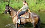 Stunning Aust Stock Gelding +VIDEO on HorseYard.com.au (thumbnail)