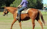 Quiet Red Stock Gelding + VIDEO+ on HorseYard.com.au (thumbnail)