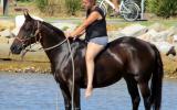 Jet Black Aust Stock Gelding + VIDEO+ on HorseYard.com.au (thumbnail)