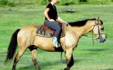 Quiet Buckskin Pure QH Gelding + VIDEO++ on HorseYard.com.au (thumbnail)
