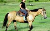 Quiet Buckskin Pure QH Gelding + VIDEO++ on HorseYard.com.au (thumbnail)