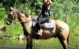 Quiet Buckskin Pure QH Gelding + VIDEO++ on HorseYard.com.au (thumbnail)