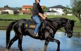 So Quiet Jet Black Stock Horse Gelding + VIDEO+ on HorseYard.com.au (thumbnail)