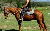 Quiet Red Stock Gelding + VIDEO+ on HorseYard.com.au (thumbnail)