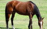 Quiet Aust Stock Mare + VIDEO+ on HorseYard.com.au (thumbnail)