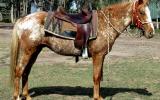 Kind Red Appaloosa  QH Gelding + VIDEO+ on HorseYard.com.au (thumbnail)