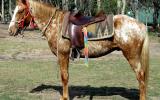 Kind Red Appaloosa  QH Gelding + VIDEO+ on HorseYard.com.au (thumbnail)