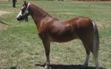 Welsh Mountain Pony Stud reduction on HorseYard.com.au (thumbnail)