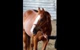 Beautiful Chestnut QH Mare on HorseYard.com.au (thumbnail)